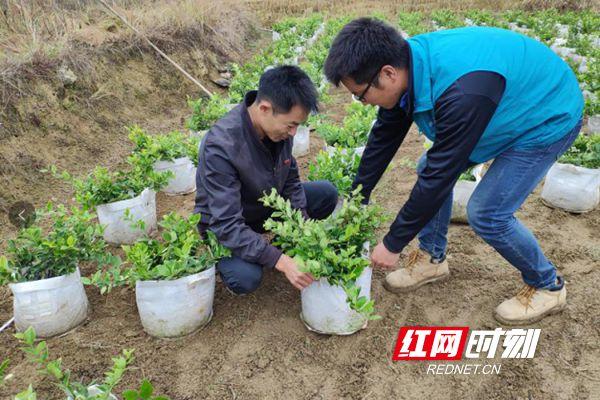 致富经豪猪湖南_致富经豪猪养殖技术_湖南豪猪养殖基地