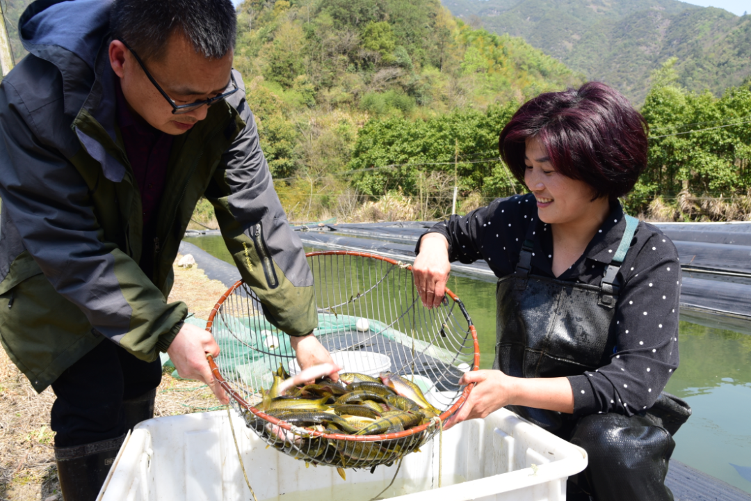 小溪石斑鱼养殖建设_小溪石斑鱼养殖技术_小溪石斑鱼养殖技术和环境