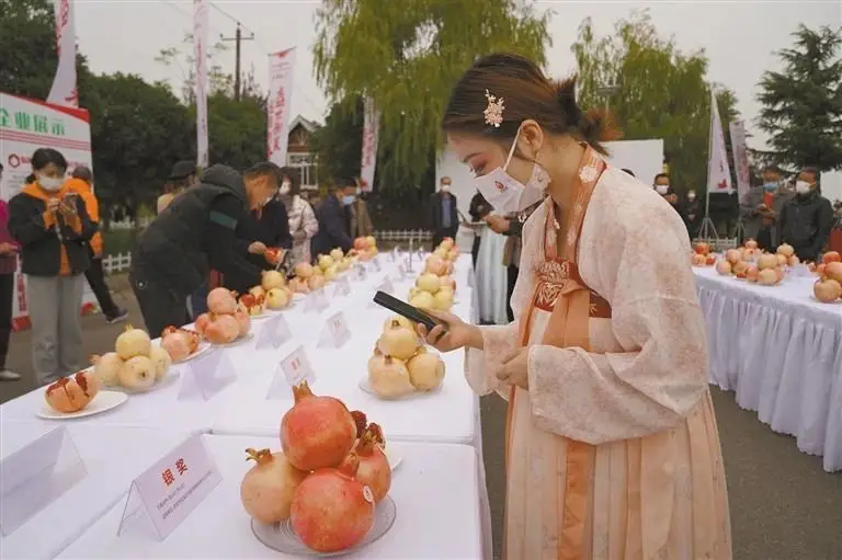 石榴树冬季怎么栽_冬季石榴树怎样移栽_石榴种植冬季管理技术视频