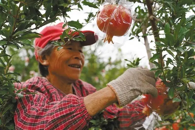 冬季石榴树怎样移栽_石榴种植冬季管理技术视频_石榴树冬季怎么栽