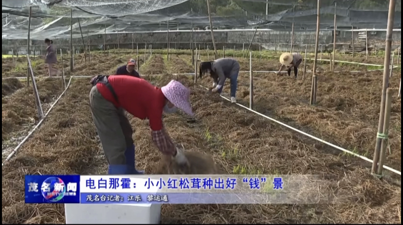 香菇种植致富图片_致富经香菇赚千万_致富香菇种植图片欣赏