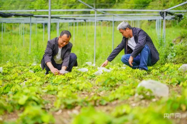 种植小麦致富故事_种小麦的故事_小麦致富种植故事简短