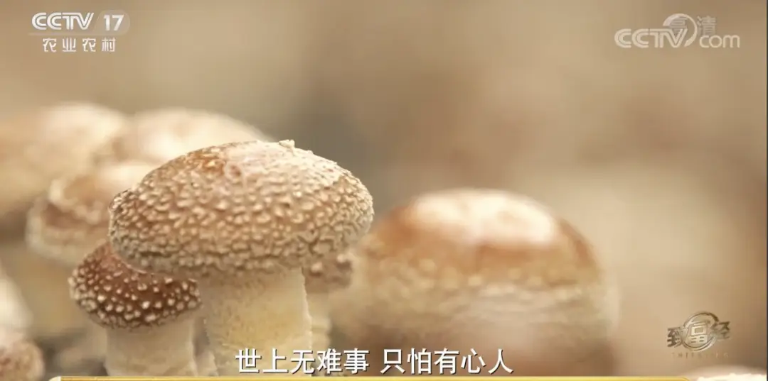 香菇种植致富图片_致富香菇种植图片大全_致富香菇种植图片欣赏