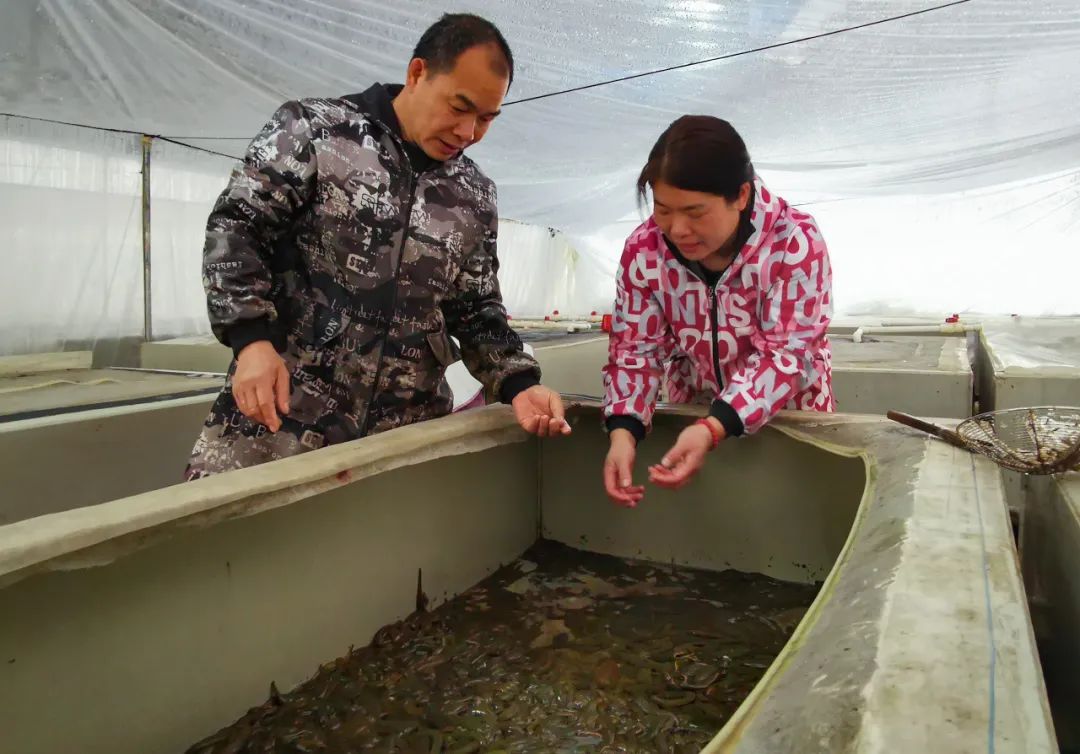 养殖玛皇技术_马养殖技术_养殖玛璜怎么联系的