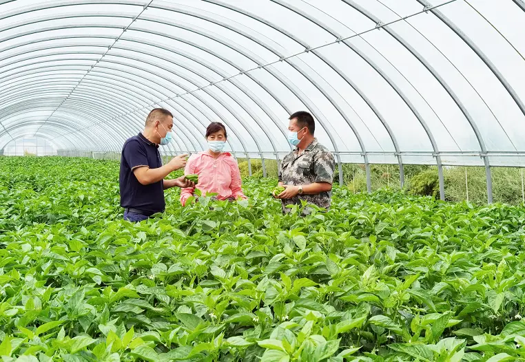 小麦种植顺口溜_种植小麦致富故事_种小麦的故事