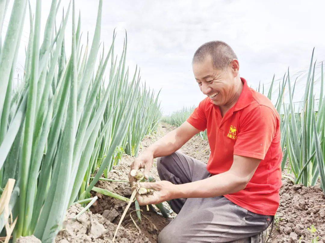 小麦种植顺口溜_种小麦的故事_种植小麦致富故事