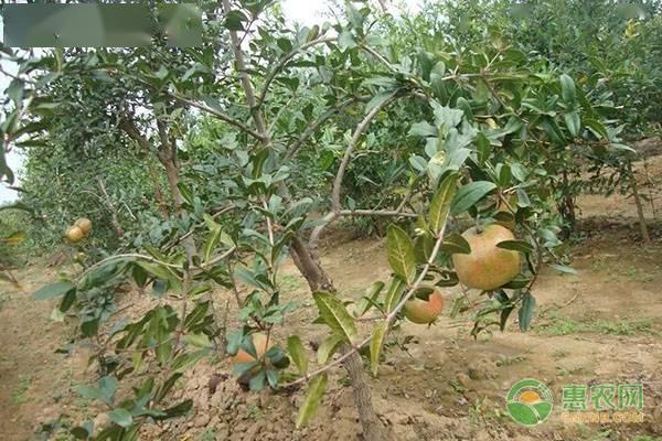 石榴树冬季怎么栽_石榴种植冬季管理技术视频_冬季石榴树怎样移栽