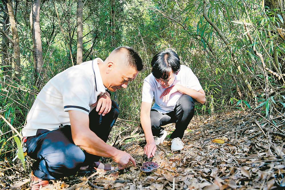 政和：深山灵芝撑开“致富伞”