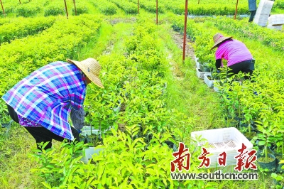 农村种植致富案例_农村致富新项目种植_农村种植致富骗局