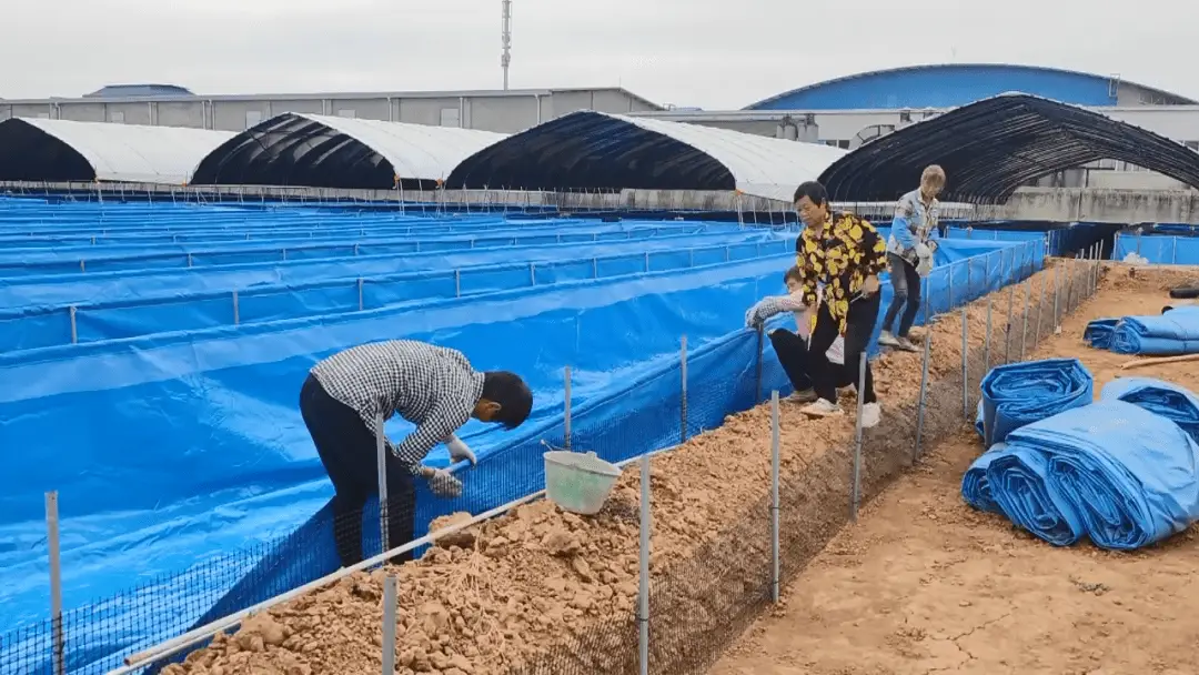 致富经水蛭养殖技术_致富养殖水蛭技术怎么样_水蛭养殖致富经