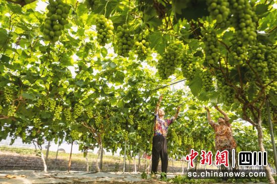 葡萄大棚里果农正在采摘成熟的“阳光玫瑰”葡萄。刘忠俊摄