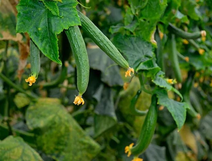 秋季大棚黄瓜种植技术_黄瓜秋季大棚种植技术要点_黄瓜秋季大棚种植技术与管理