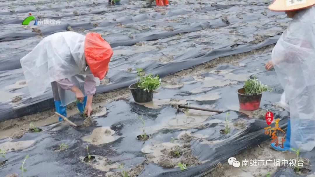 小小仙草，却是南雄澜河村民的“致富宝”