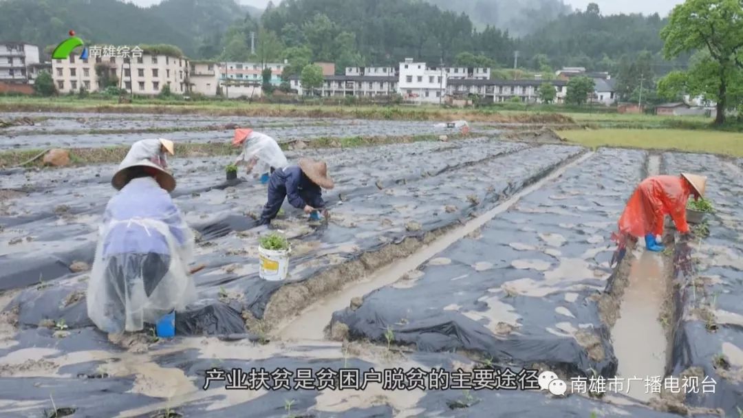 种植致富宝典_致富宝种植视频_致富种植视频全集