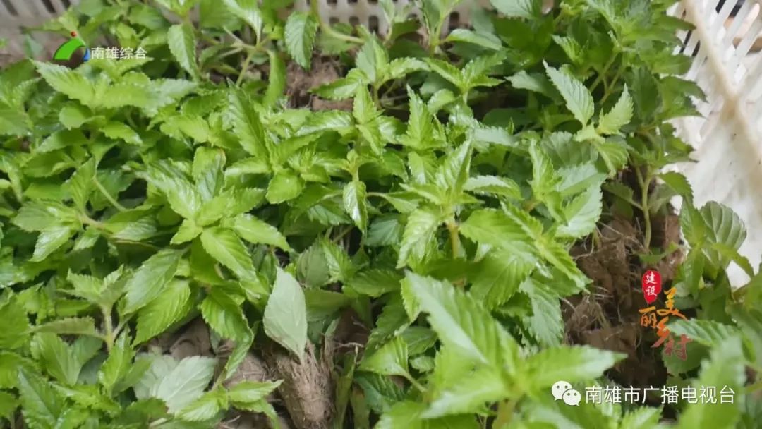 致富种植视频全集_种植致富宝典_致富宝种植视频