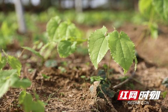 中药种植致富模式_致富药材种植_致富中药种植模式是什么