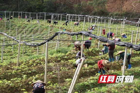 中药种植致富模式_致富药材种植_致富中药种植模式是什么