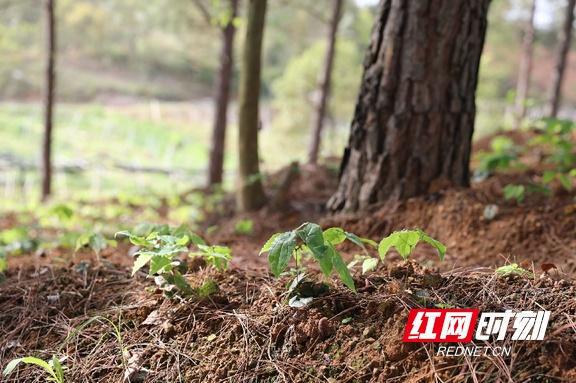 中药种植致富模式_致富中药种植模式是什么_致富药材种植