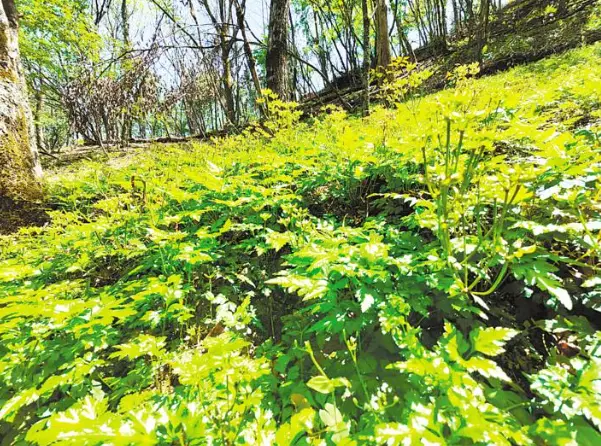 中药种植致富模式_致富中药种植模式有哪些_致富经种植中药材视频