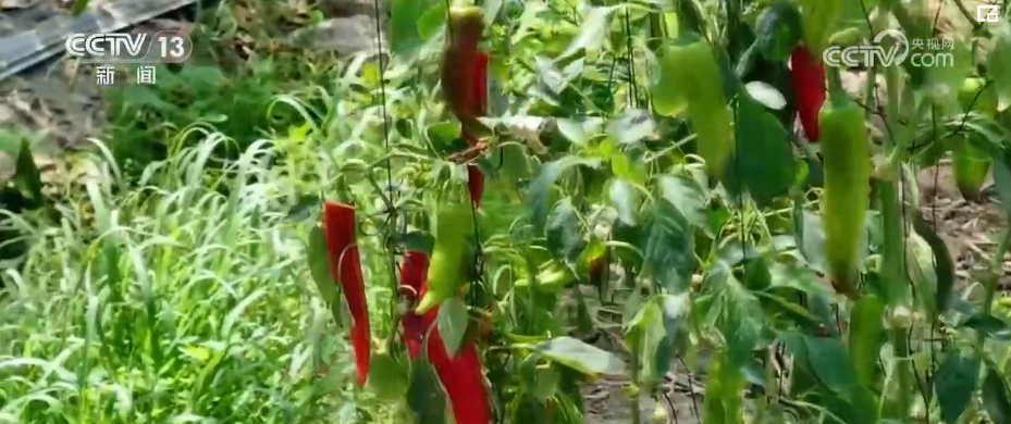 种植海鲜菇致富_海鲜致富菇种植时间_种植海鲜菇的成本和利润