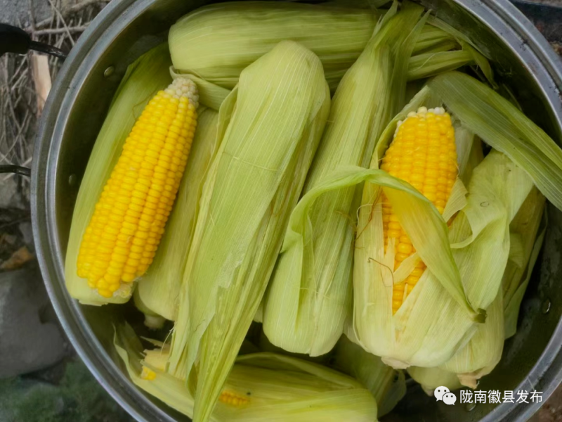 徽县：炎炎夏日收获忙 瓜果蔬菜争“鲜”上市