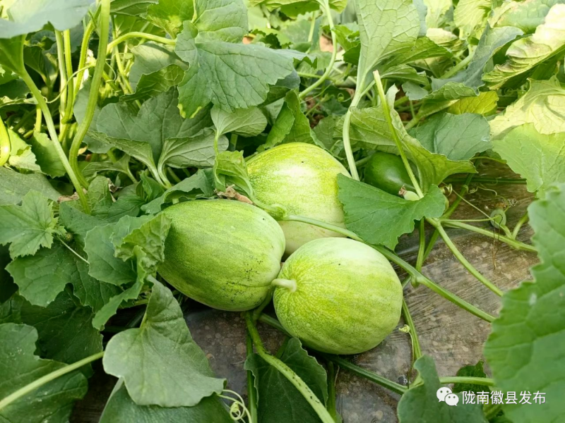 致富西瓜种植技术视频_西瓜种植技术致富经_致富西瓜种植技术与管理