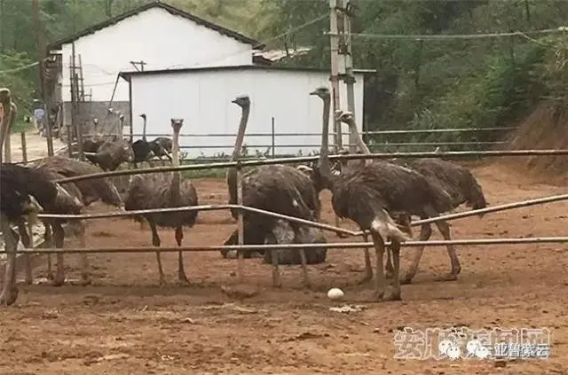 农业节目致富经养殖视频_致富创业网养殖视频_夏天养殖致富视频图片