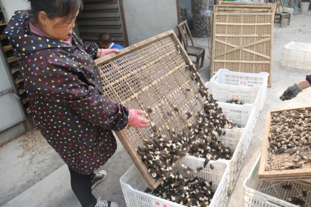 完整香菇种植技术视频_致富经香菇种植视频_香菇制种视频