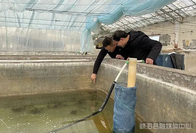 海岛致富经小说_海岛上的致富羊_海岛养殖致富项目