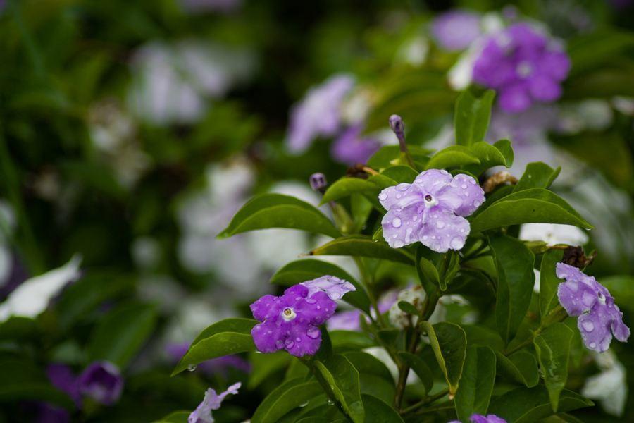 茉莉养殖条件_双色茉莉的养殖技术_茉莉的养殖技术