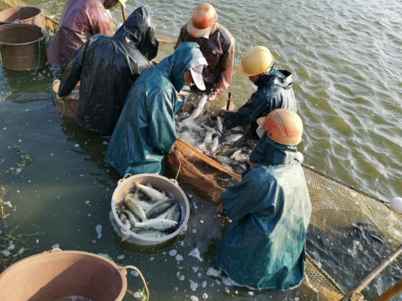 养殖泥鳅视频全过程_养殖泥鳅的技术_优质泥鳅全套养殖技术