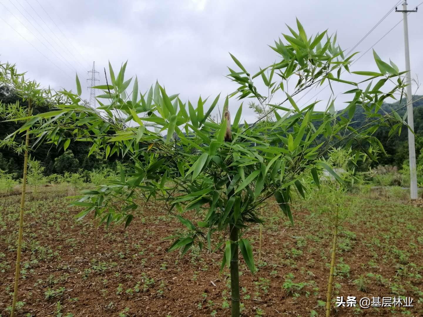 竹林怎么种植_竹林种植什么最适合_竹林种植技术和管理