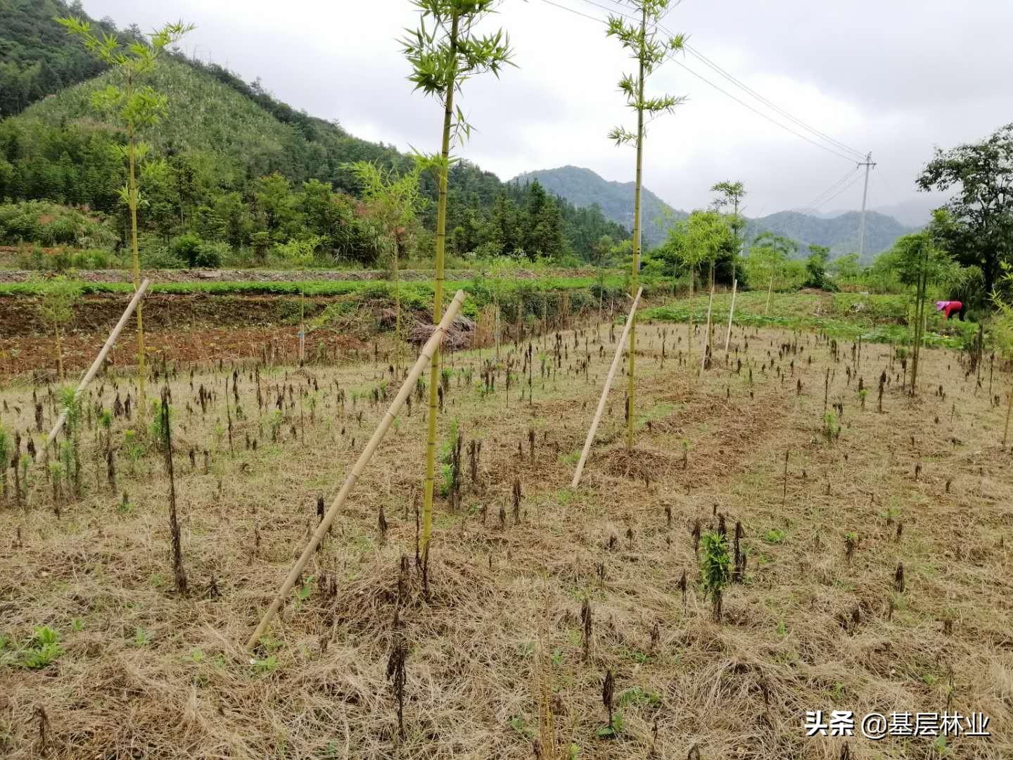 竹林种植什么最适合_竹林怎么种植_竹林种植技术和管理