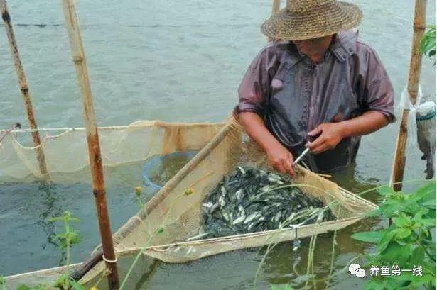 草鱼养殖视频草鱼苗养殖视频_草鱼寸苗养殖技术_养草鱼苗会赚钱吗