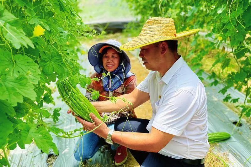 苦瓜种植法_夏苦瓜种植技术_苦瓜种殖技术