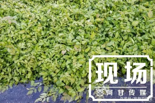 汉中种植水芹致富_种植水芹菜能赚钱吗_陕西汉中种植什么水果