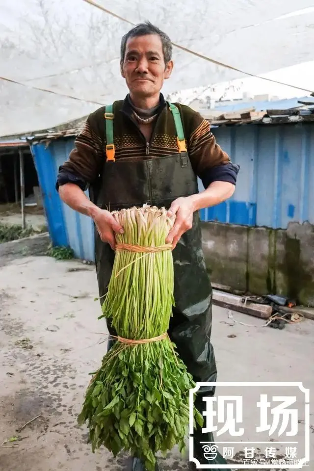 陕西汉中种植什么水果_种植水芹菜能赚钱吗_汉中种植水芹致富