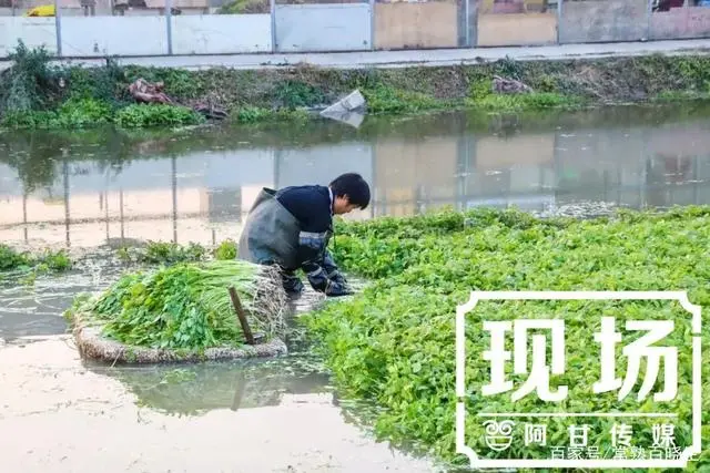 汉中种植水芹致富_陕西汉中种植什么水果_种植水芹菜能赚钱吗