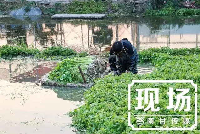 汉中种植水芹致富_陕西汉中种植什么水果_种植水芹菜能赚钱吗