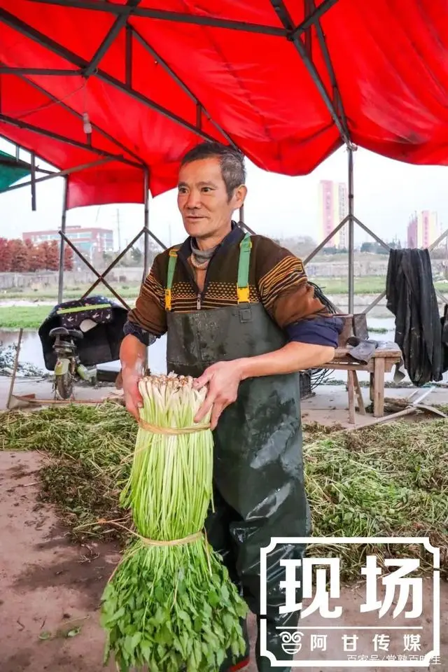 陕西汉中种植什么水果_汉中种植水芹致富_种植水芹菜能赚钱吗