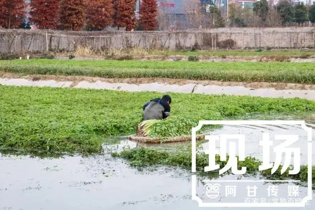 陕西汉中种植什么水果_种植水芹菜能赚钱吗_汉中种植水芹致富