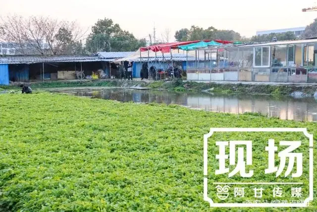 种植水芹菜能赚钱吗_汉中种植水芹致富_陕西汉中种植什么水果