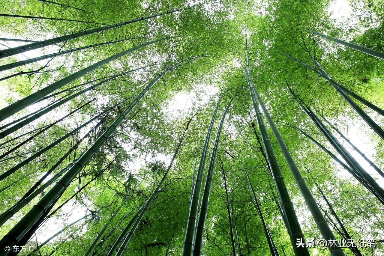 浅谈毛竹林丰产栽培技术——成林丰产种植