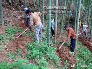 竹林种植技术和管理_竹林种植管理技术规范_竹林种植管理技术要点