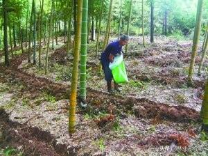 竹林种植管理技术要点_竹林种植管理技术规范_竹林种植技术和管理