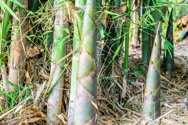 竹林怎么种植_竹林种植技术和管理_竹林种植管理技术规程