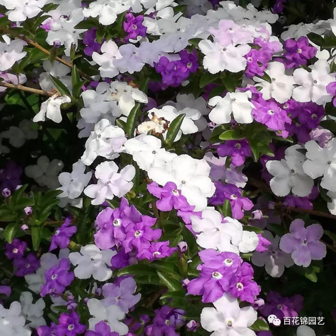 双色茉莉的养殖技术_茉莉的养殖和注意事项_茉莉饲养