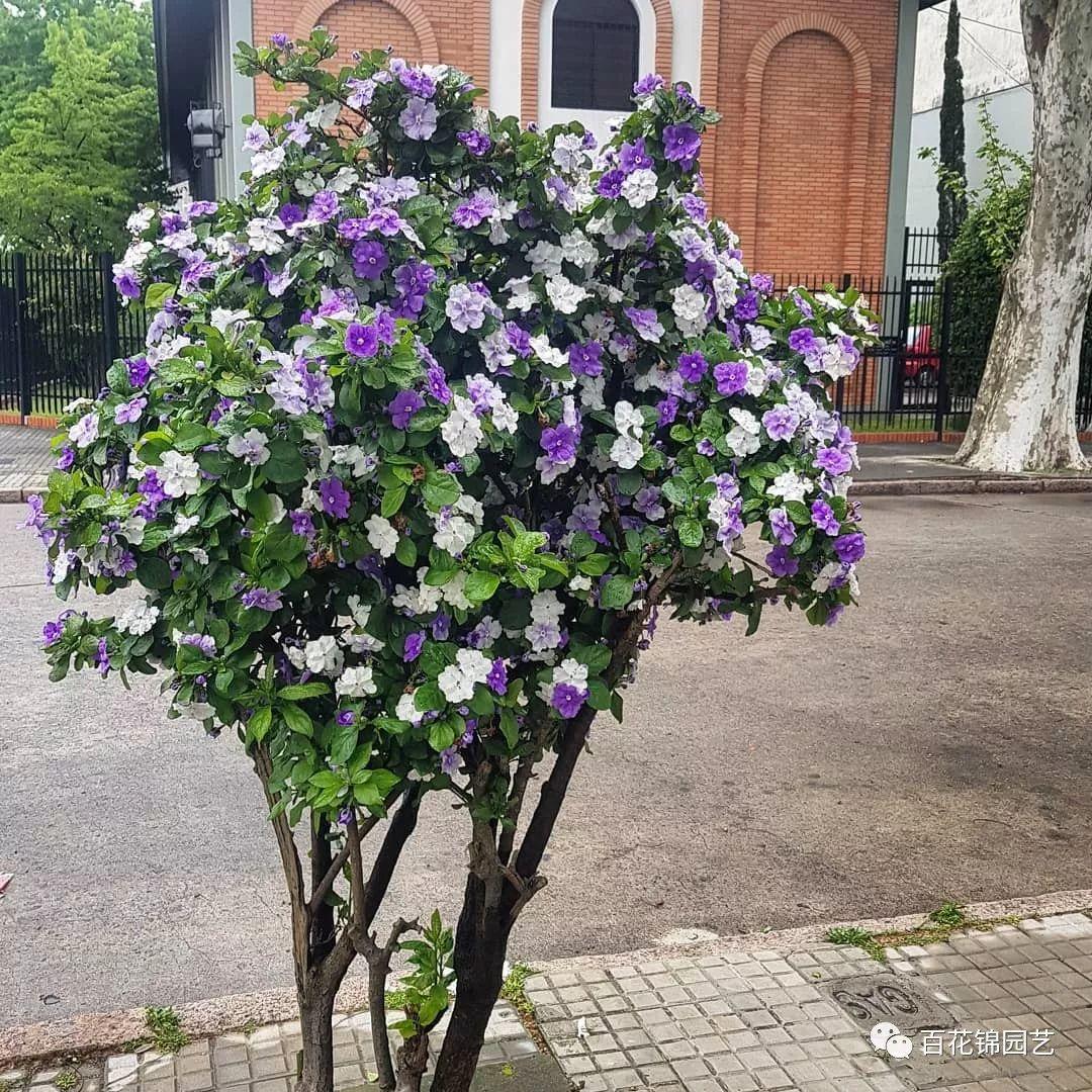 茉莉的养殖和注意事项_双色茉莉的养殖技术_茉莉饲养