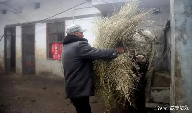 养殖安格斯牛致富_安格斯牛养殖视频_安格斯牛养殖技术视频