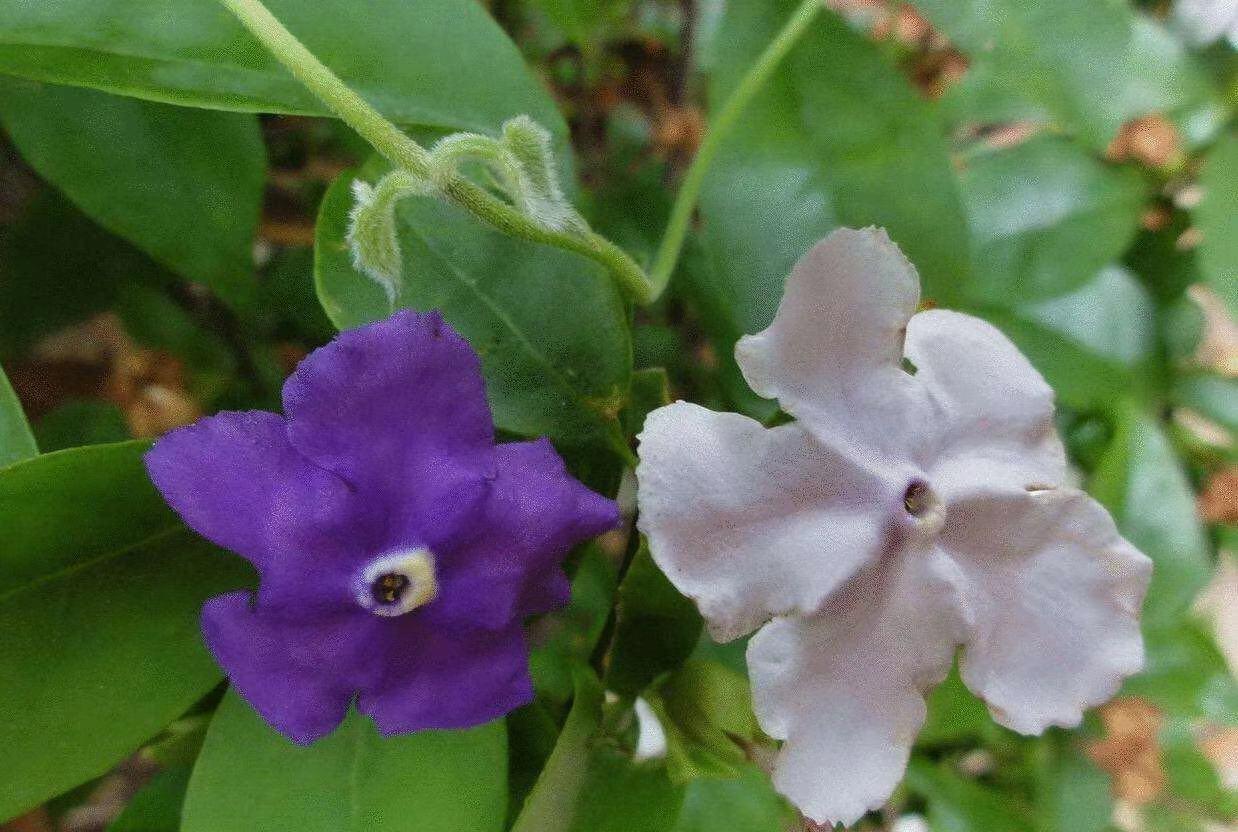 茉莉的养殖和注意事项_双色茉莉的养殖技术_茉莉饲养